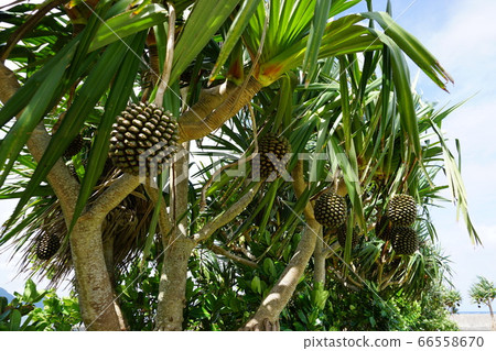 Octopus, looking up from below 66558670