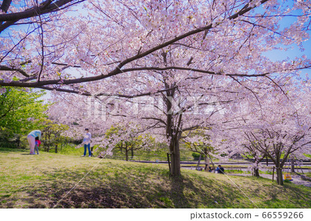Cherry blossoms in full bloom at Kasai Rinkai Park Cherry blossoms in full bloom at Kasai Rinkai Park 66559266