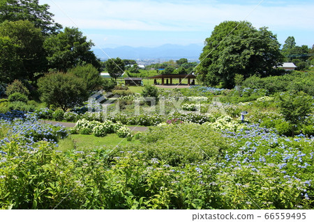 荻窪公園 群馬縣前橋市 的繡球花 照片素材 圖片 圖庫