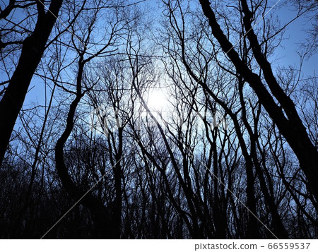 黑暗的森林 黑暗的森林 66559537