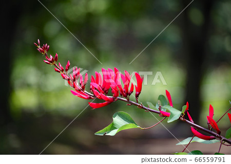 Coral stem Coral stem 66559791