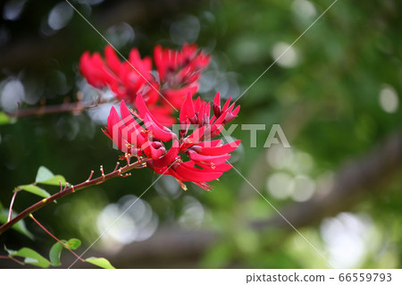 Coral stem 66559793