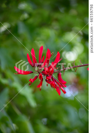 Coral stem 66559798
