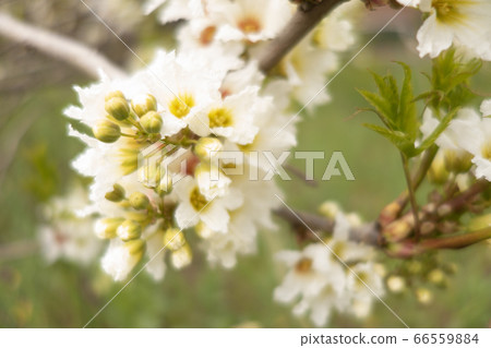 White cherry flowers. Selective focus. Creative vintage background. White cherry flowers. Selective focus. Creative vintage background. 66559884