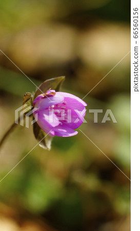 Standby screen Snow split grass pink screen ratio 16:9 66560156
