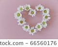 Flat lay of Daisy flowers in heart shape on pink background. 66560176