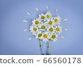Many white daisy combined into a bouquet of flowers on blue background.   Concept sparked the idea. 66560178