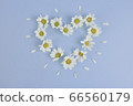 Flat lay of Daisy flowers in heart shape on blue background. 66560179