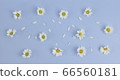 Flat lay of Daisy Flower pattern  on blue background. 66560181