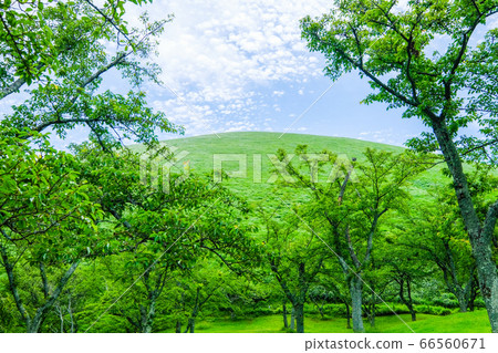 Mt. Omuro, Izu Peninsula, Shizuoka Prefecture [June] 66560671