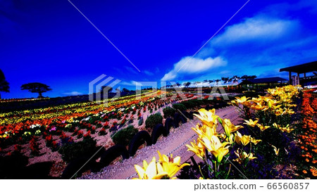 Bright flower garden Bright flower garden 66560857