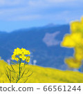 強姦開花 66561244