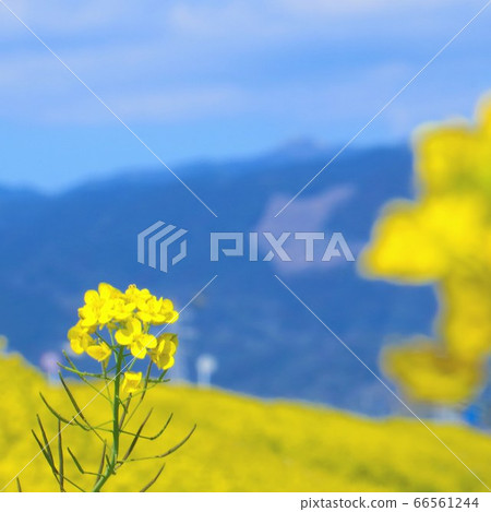 強姦開花 強姦開花 66561244