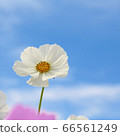 宇宙 66561249