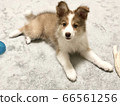 A puppy 66561256