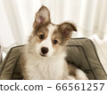 A puppy 66561257