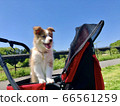 Dog and blue sky 66561259