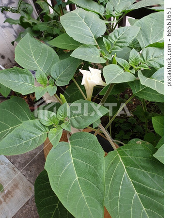 水果花 水果花 66561651