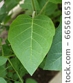 葉子 66561653