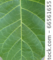 葉子 66561655