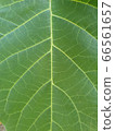 葉子 66561657