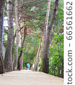 路 66561662