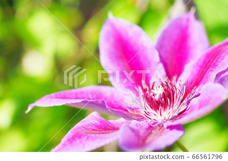 Clematis flower 66561796