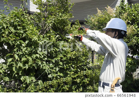 Landscape worker cutting the garden tree 66561948