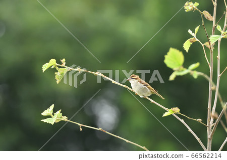 新的一年 新的一年 66562214