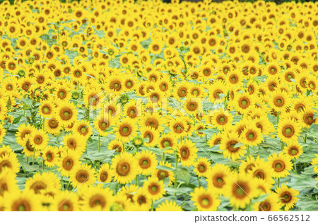 Sunflower field 66562512