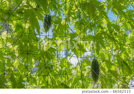 Bitter gourd green curtain 66562515