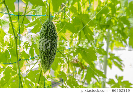 Bitter gourd 66562519