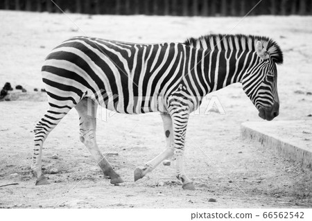 zebra  66562542