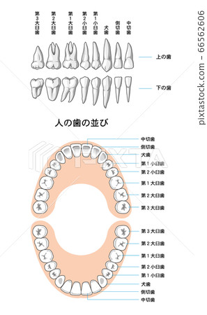 恆牙排列 66562606
