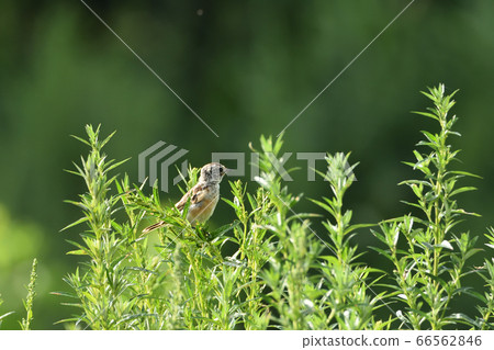Young bird Young bird 66562846