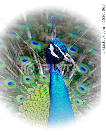 Zoo  66563069