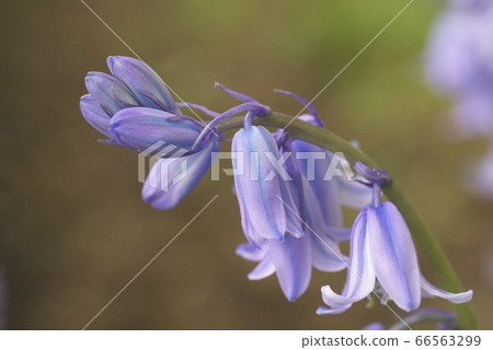 優雅的鈴鐺水仙花 照片素材 圖片 圖庫