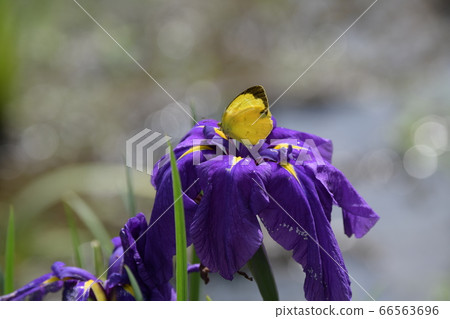 Monarch butterfly perched on iris 66563696