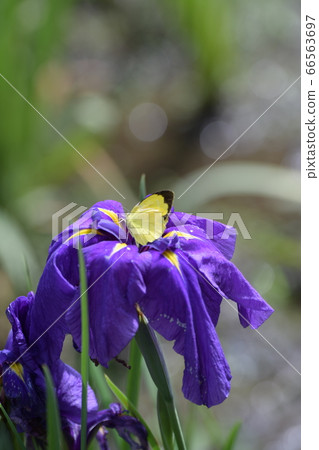 帝王蝶棲息在虹膜上 66563697