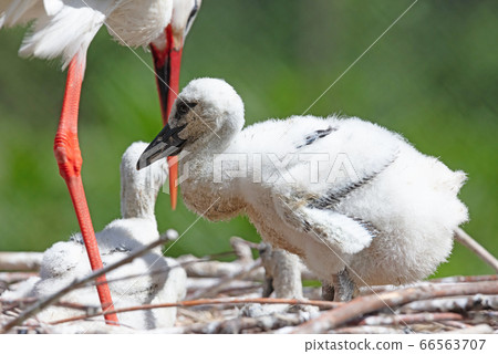 Chick of a white stork sitting on a nest Chick of a white stork sitting on a nest 66563707
