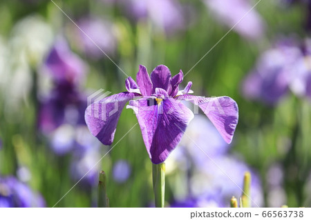 Horikiri Gion colorful flower buds 66563738