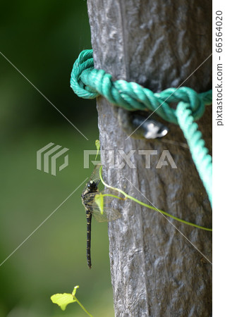 無霸勾蜓 66564020