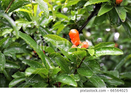 Pomegranate bud 66564025