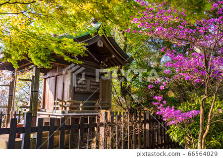[Shizuoka Prefecture] Izunokuni-shi, Mount Katsuragi, Spring Katsuragi Shrine 66564029