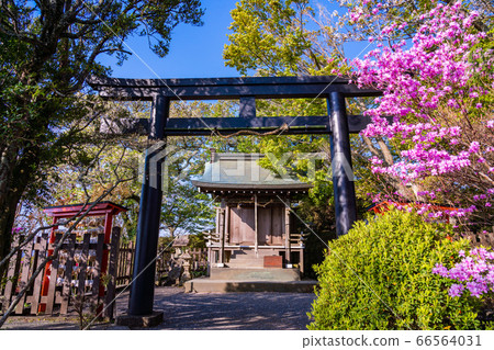 [靜岡縣]葛城山伊豆之國市 66564031