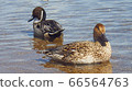 Duck 66564763