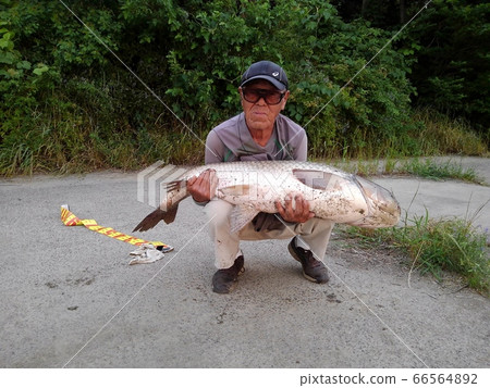 Grass fish: Meter or above: Angler: Principal: Yodogawa: Smartphone shooting 66564892