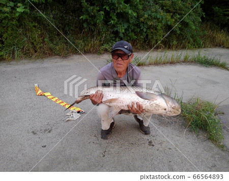 草魚：米或以上：釣魚者：校長：淀川：智能手機拍攝 66564893