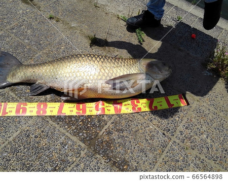 Grass fish: Meter or above: Angler: Principal: Yodogawa: Smartphone shooting 66564898