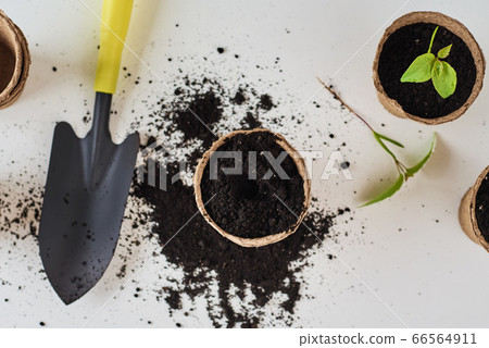 Plant in pot with soil on the table. Plant care Plant in pot with soil on the table. Plant care 66564911